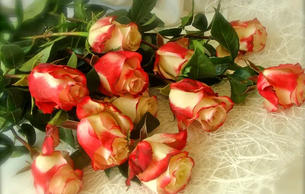 Picture roses, bouquet, petals, Bud