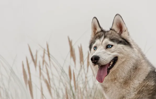 Picture look, dog, blue eyes, husky, Siberian husky