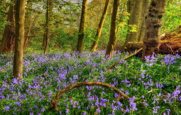 Forest, trees, flowers, HDR, spring, bells, Spring, Forests