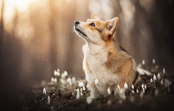 Picture flowers, rain, dog, snowdrops, face, Welsh Corgi