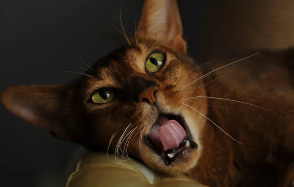 Language, cat, cat, look, face, background, portrait, mouth
