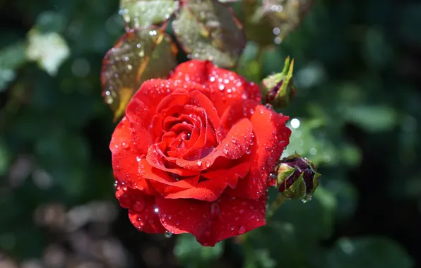 Scarlet rose, drops, blur bokeh