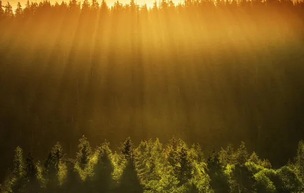 Picture forest, the sun, rays, trees, landscape