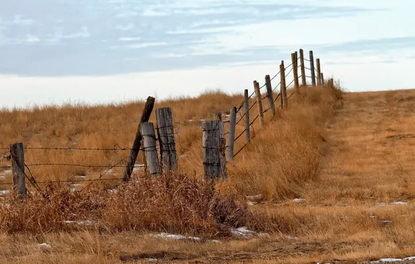 Field, autumn, nature, the fence