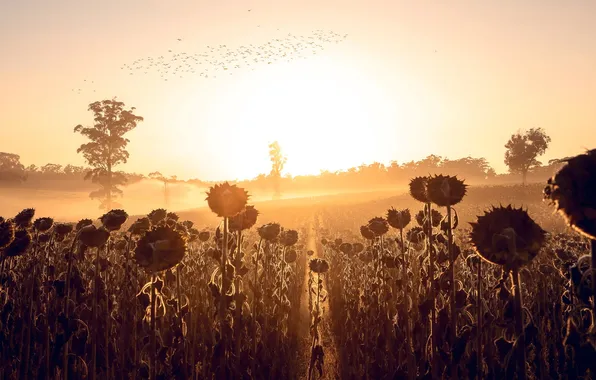 Autumn, sunflowers, fog, morning