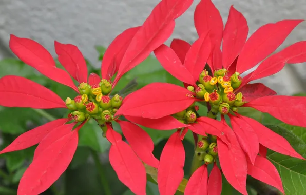 Leaves, macro, flowers, plant