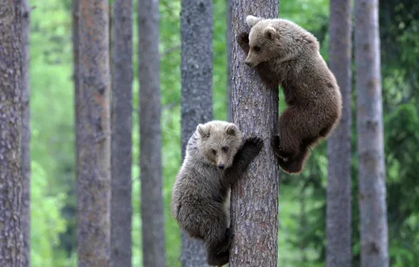 Picture animals, wildlife, Bears, brouwn bears