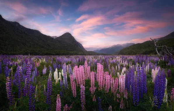Flowers, mountains, New Zealand, meadow, New Zealand, lupins, Fiordland, Fiordland