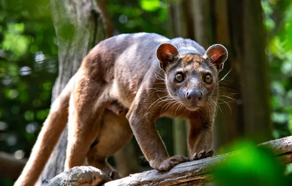 Picture nature, beast, Fossa