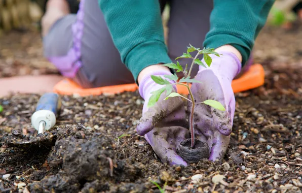 Picture earth, garden, gloves, plant a tree