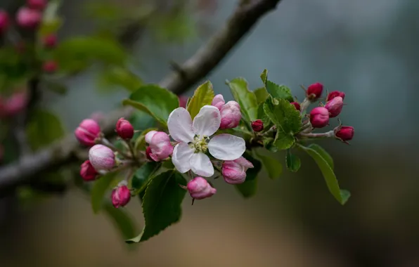 Picture branch, spring, Apple