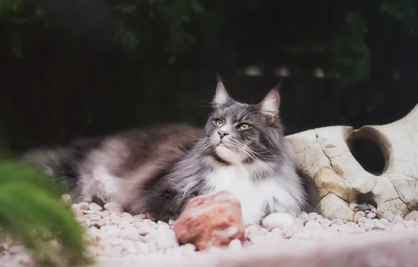 Cat, cat, look, face, nature, pose, pebbles, the dark background