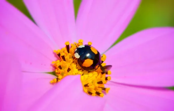 Picture Macro, Kosmeya, Insect, Macro, Kosmeya