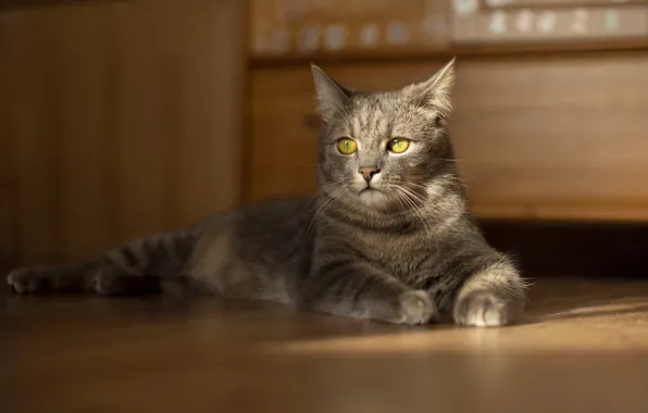 Cat, cat, look, light, pose, grey, furniture, floor