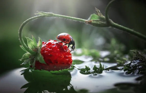 Water, macro, ladybug, strawberries, berry, bokeh, Vladlen's Lapshina, Summer freshness