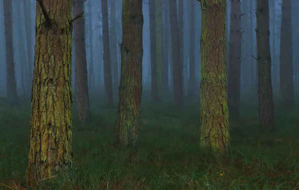 Picture forest, trees, nature, fog, UK, United Kingdom, Toby Cunningham
