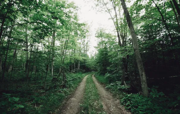 Picture road, forest, nature