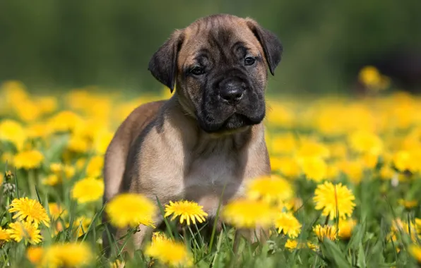 Picture summer, look, flowers, yellow, dandelion, glade, dog, spring