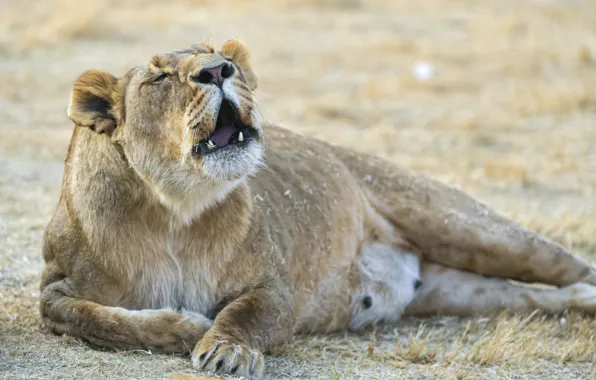 Picture animals, lion, roar, big cat