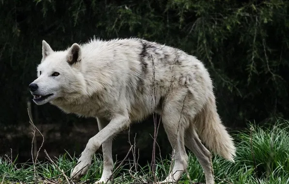 Picture fantasy, nature, art, snow, predator, face, animal, wolf