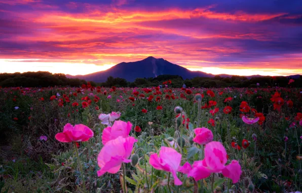 Picture field, the sky, flowers, dawn, Maki, mountain, morning, Japan