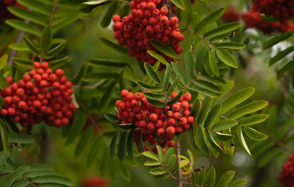 Picture autumn, branches, red, nature, berries, foliage, fruit, Rowan
