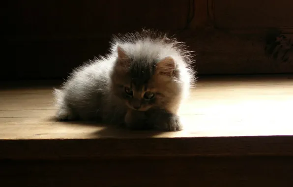 Shadow, fluffy, baby, grey kitten, sitting on the stairs