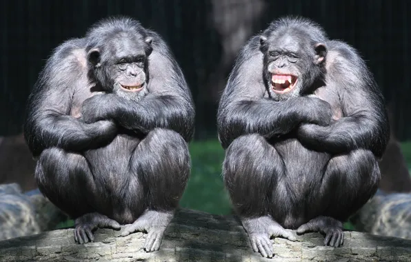 Picture laughter, pair, monkey, log, primates, chimpanzees