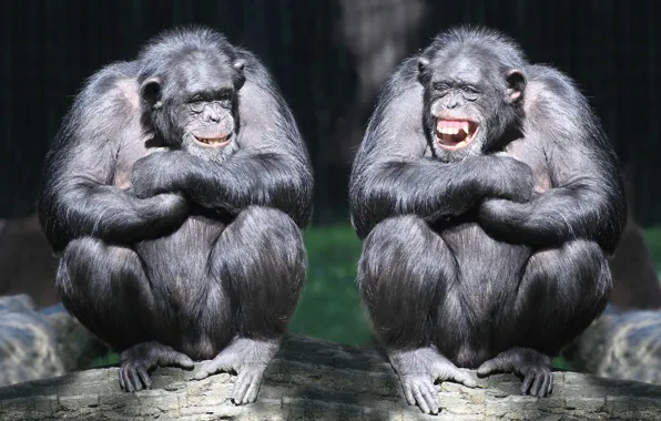 Laughter, pair, monkey, log, primates, chimpanzees