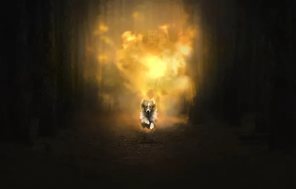 Picture forest, fire, dog