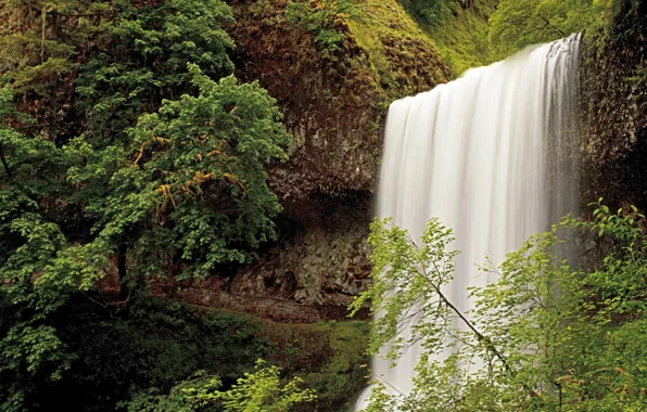 Forest, waterfall, USA, Oregon, Silver Falls