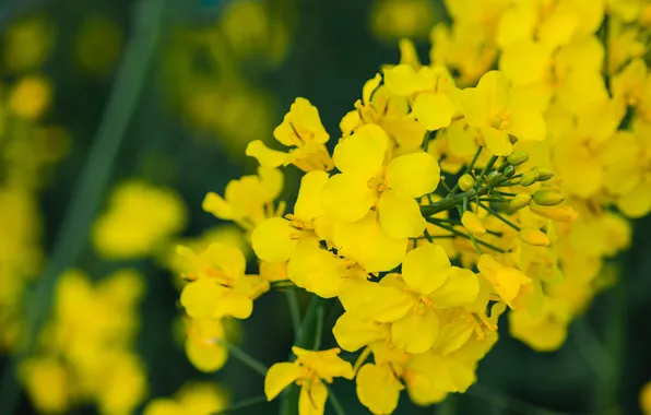 Macro, flowers, spring, yellow, bokeh, rape