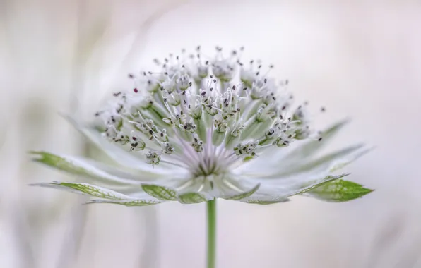 Picture Astrantsiya, zvizdivka, Astrantia