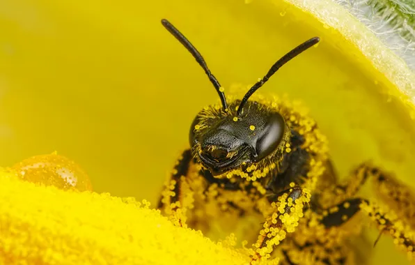 Picture flower, bee, pollen