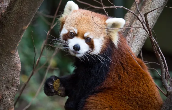 Language, tree, branch, red Panda, firefox, red Panda