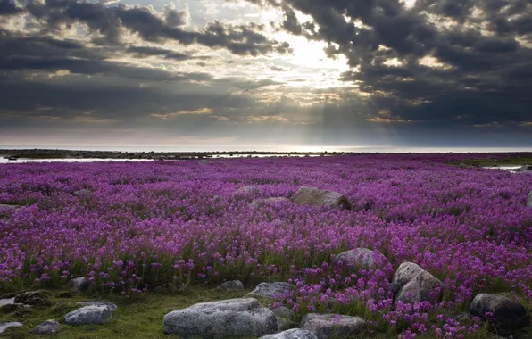 Field, the sky, water, landscape, flowers, stones, shore, Bay