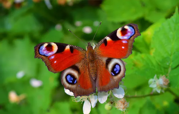 Picture Macro, Butterfly, Macro, Butterfly