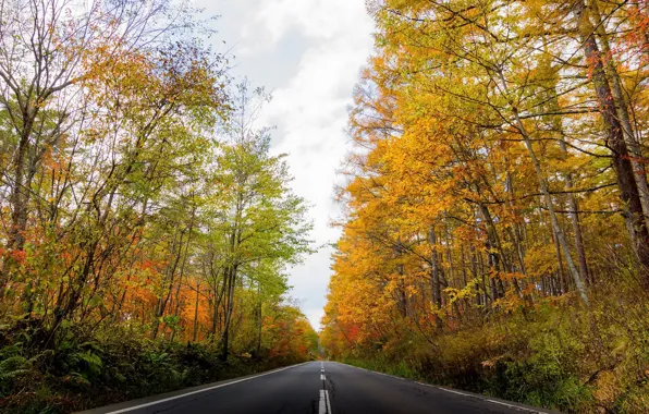 Road, autumn, forest