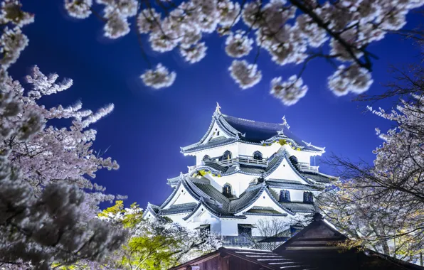 Spring, Japan, Sakura, Japan, Hikone Castle, Hikone, The Hikone Castle, Hikone