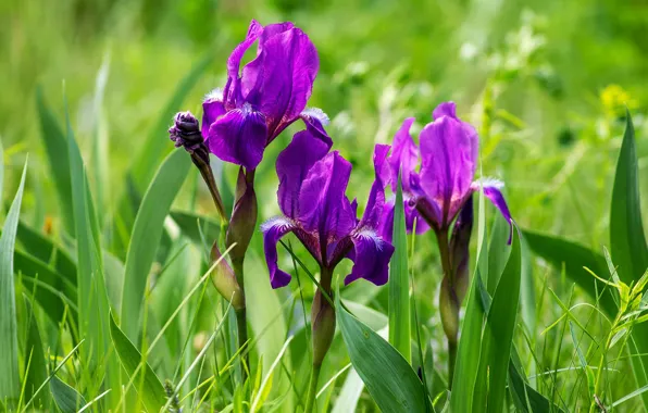 Purple, grass, iris