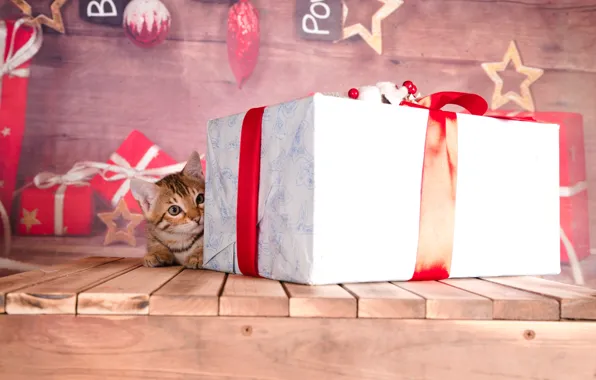 Cat, cat, gifts, New year