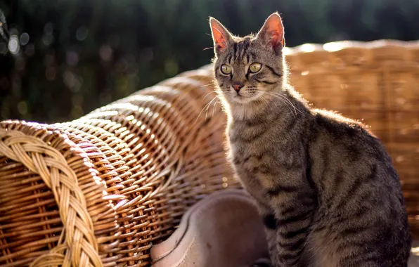 Summer, cat, chair, sitting, Kota
