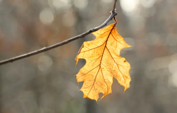 Yellow, leaf, twig