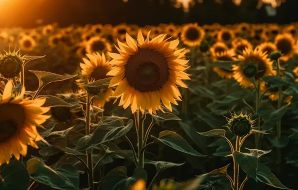 Field, summer, the sky, light, sunflowers, sunset, flowers, nature