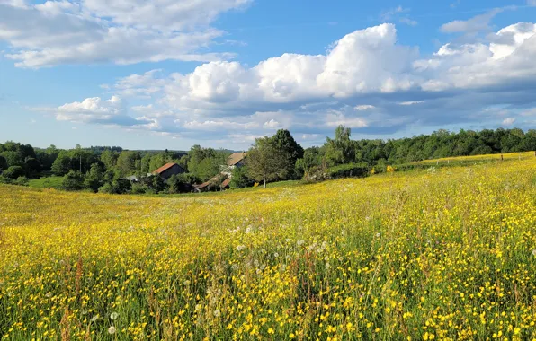 Field, forest, the sky, clouds, flowers, blue, yellow, slope