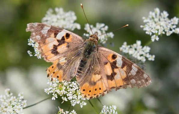 Summer, macro, flowers, butterfly, insect