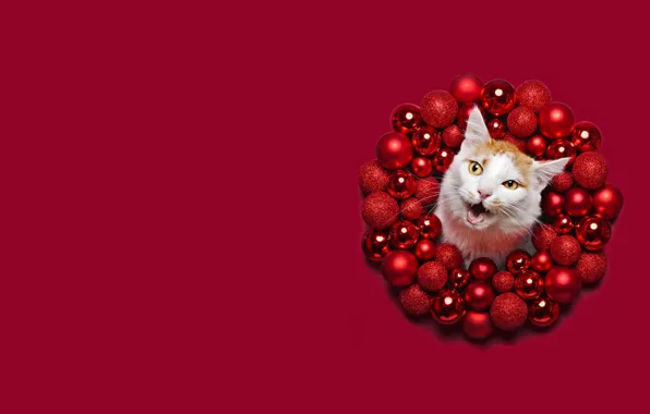 Picture winter, cat, white, cat, face, balls, circles, red