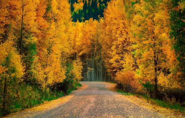 Picture road, autumn, forest, trees, landscape, nature, plants, forest