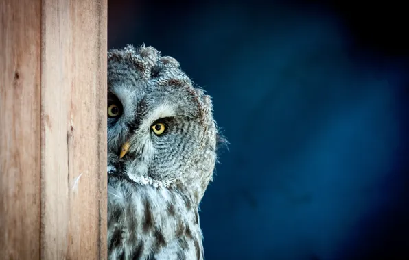 Picture bird, look, owl