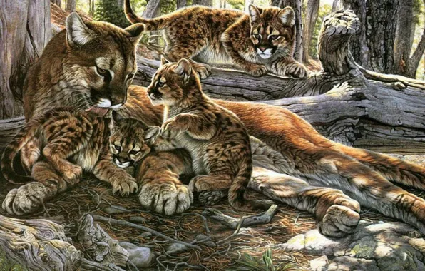 Cat, predator, kittens, Puma